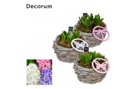 Arrangementen hyacinthus Hyacint Gevlochten Schaal HL12783 [PURE] 5 pp