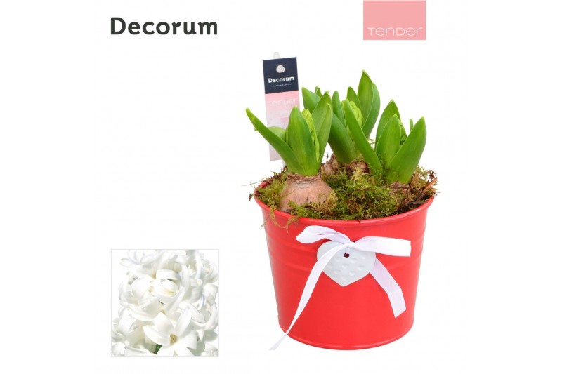 Arrangementen hyacinthus Hyacint Heart Bucket HL12674WP [TENDER] 3 pp  