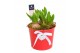 Arrangementen hyacinthus Hyacint Heart Bucket HL12674WP [TENDER] 3 pp  