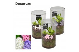 Arrangementen hyacinthus Hyacint Like Nobody HL16153 [PURE] 3 pp 75 bl