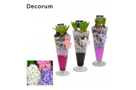 Arrangementen hyacinthus Hyacint Lincoln HL15013 [LOVELY COLORS] 3 pp 