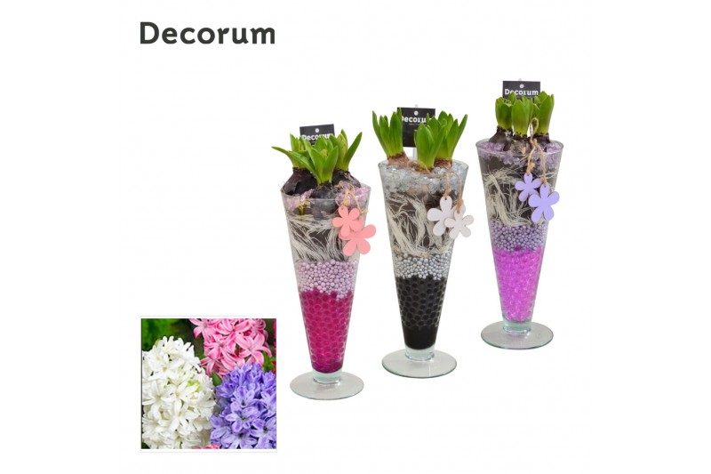 Arrangementen hyacinthus Hyacint Lincoln HL15013 [LOVELY COLORS] 3 pp  