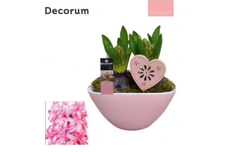 Arrangementen hyacinthus Hyacint Lynn HL17344PP [TENDER] 2 pp 60 bl. 2 