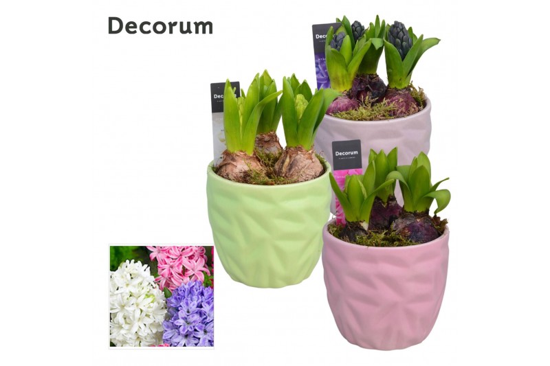 Arrangementen hyacinthus Hyacint Natural Colour HL18463 [LOVELY COLORS 