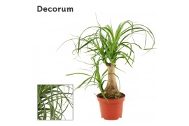 Beaucarnea recurvata Recht 9cm Decoum