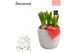 Arrangementen hyacinthus Hyacint Natural Colour HL18464WP [TENDER] 3 p