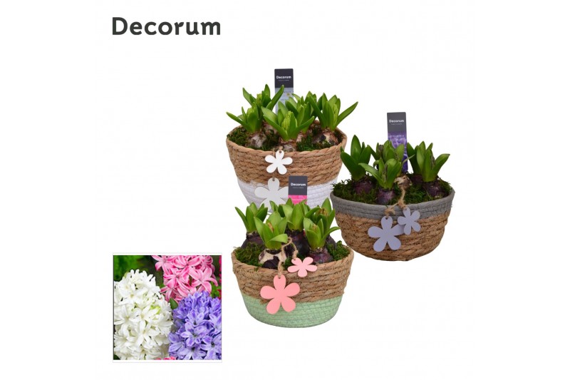 Arrangementen hyacinthus Hyacint Urban schaal HL10913 [PURE] 5 pp 150  