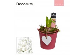 Arrangementen hyacinthus Hyacint Lovely Bucket HL10564WP [TENDER] 1 pp