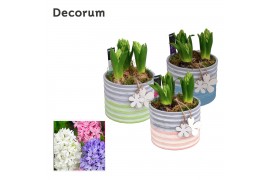 Arrangementen hyacinthus Hyacint Pastel Maxi HL19483 [LOVELY COLORS] 3