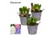 Arrangementen hyacinthus Hyacint Spring Bucket Maxi HL18543 [PURE] 3 p 