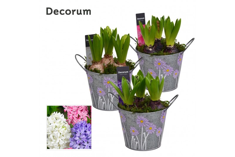 Arrangementen hyacinthus Hyacint Spring Bucket Maxi HL18543 [PURE] 3 p 