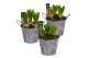 Arrangementen hyacinthus Hyacint Spring Bucket Maxi HL18543 [PURE] 3 p 