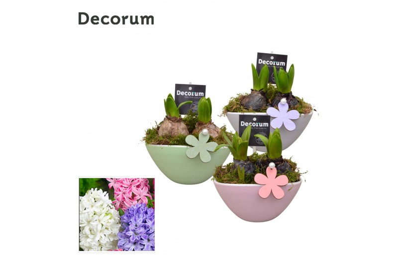 Arrangementen hyacinthus Hyacint Lynn HL17343 [LOVELY COLORS] 2 pp 60  