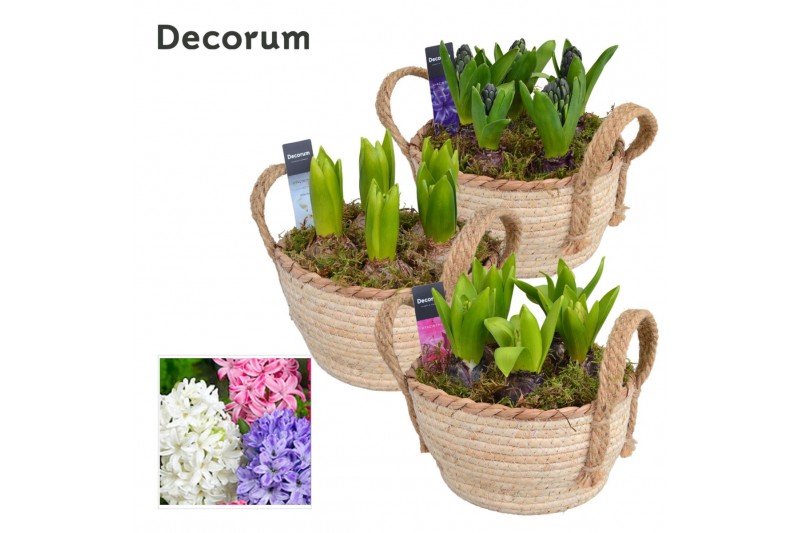 Arrangementen hyacinthus Hyacint Mand met Hengsels HL13783 [PURE] 5 pp 