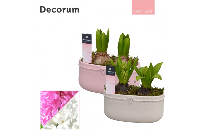 Arrangementen hyacinthus Hyacint Sweet Love HL14494 [TENDER] 2 pp 60 b 