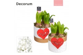 Arrangementen hyacinthus Hyacint Wit Goud Keramiek HL13224WP [TENDER] 