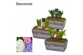 Arrangementen hyacinthus Hyacint Wooden Love HL13250 [PURE] 2 pp 60 bl