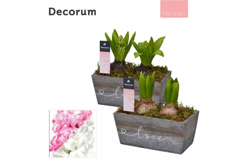 Arrangementen hyacinthus Hyacint Wooden Love HL13254 [TENDER] 2 pp 60  