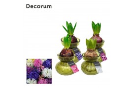Arrangementen hyacinthus Hyacinth in Glass HL32080 [SPECIAL] 1 pp 30 b
