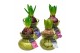 Arrangementen hyacinthus Hyacinth in Glass HL32080 [SPECIAL] 1 pp 30 b 