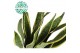 Sansevieria trifasciata laurentii Sansevieria Laurentii p14 (niet MPS  