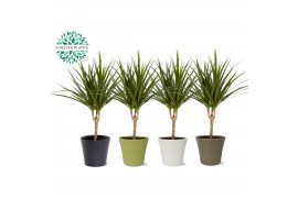 Dracaena marginata Dracaena Marginata p14 in COCO Keramiek 1 pp