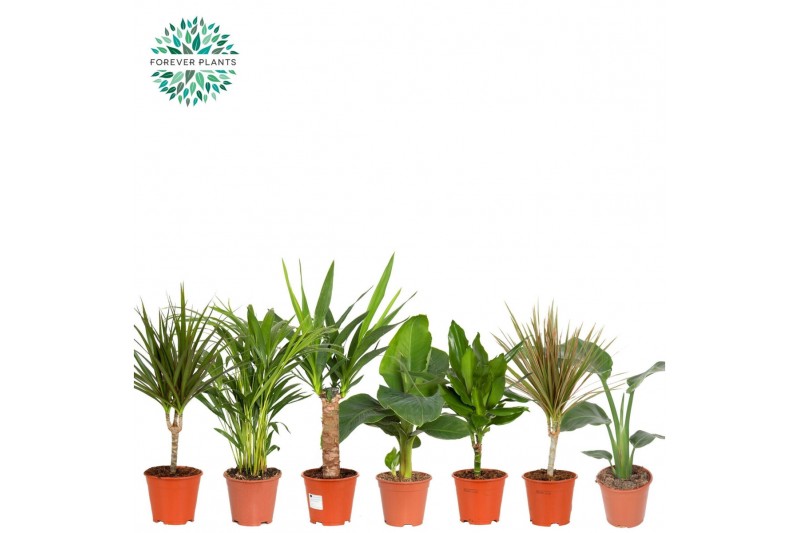 Kamerplanten mix Groen Mix kamerplanten p14 1 pp 