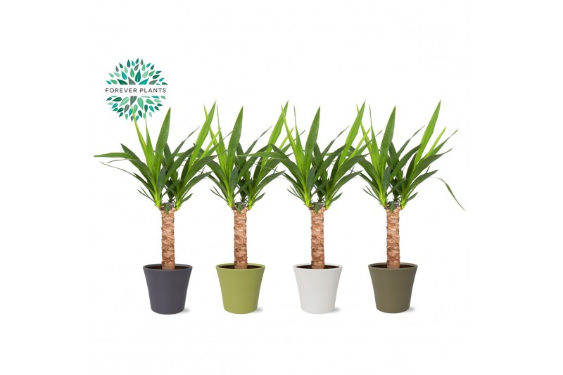 Yucca Yucca p14, 30 cm (2+ KOP) in COCO Keramiek 1 pp 