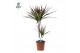 Dracaena marg. magenta Dracaena Magenta p17 30+10 (Air So Pure) 2 pp 