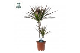 Dracaena marg. magenta Dracaena Magenta p17 30+10 2 pp