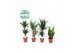 Kamerplanten mix groen Groenmix Santos p17 1 pp 