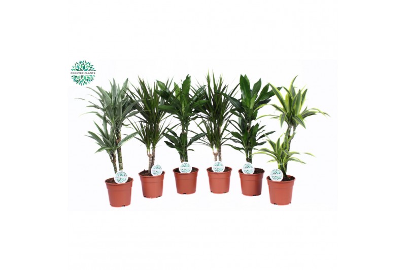 Kamerplanten mix Groenmix Barbosa p17 1 pp 