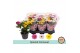 Chrysanthemum ind. mix Chrysant Carnaval3 pp 
