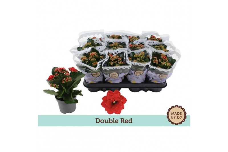 Kalanchoe bloss. rubio red Kalanchoë Double Redpp 