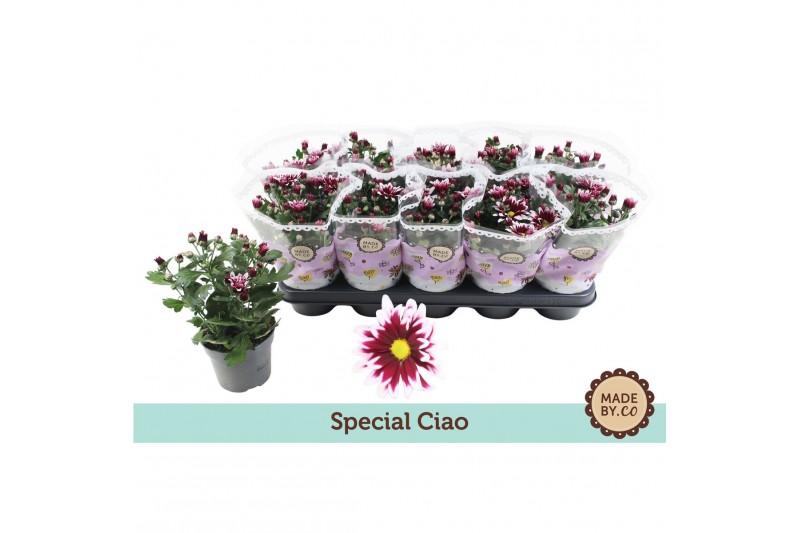 Chrysant ciao indicum Chrysant Special Ciao3 pp 