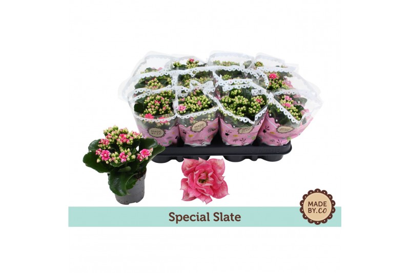 Kalanchoe bloss. slate purple Kalanchoë Special Slatepp 