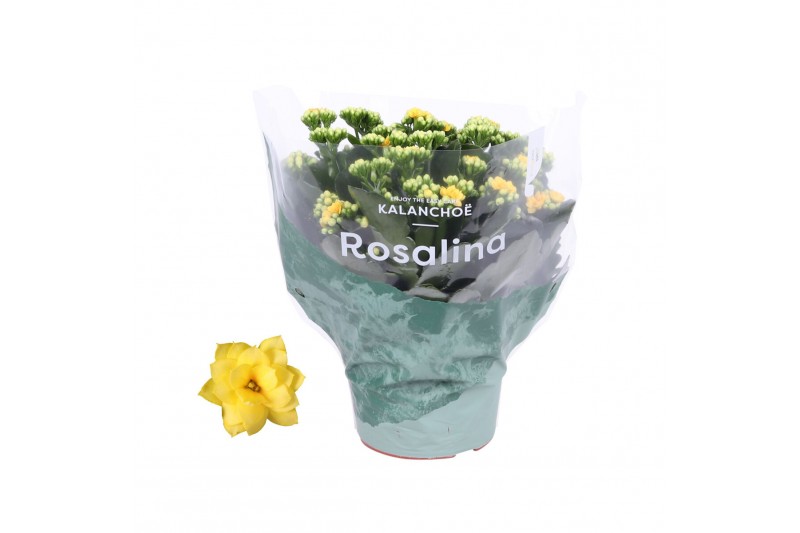 Kalanchoe rosalina don amarillo Kalanchoe Rosalina 15cm Don Amarillo g 