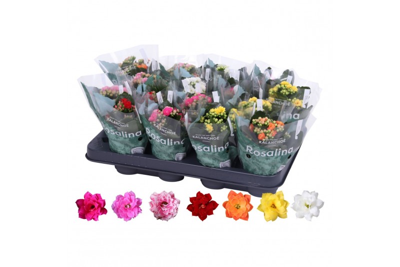 Kalanchoe rosalina mix 