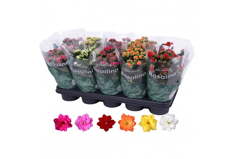 Kalanchoe rosalina mix 