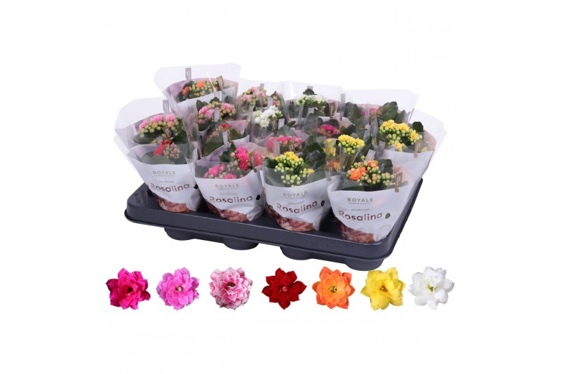 Kalanchoe rosalina mix royale 