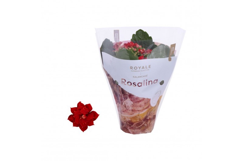 Kalanchoe rosalina rood royale Royale Justino rood 
