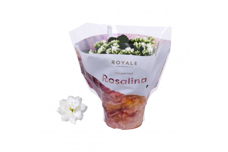 Kalanchoe blossfeldiana rosalina don cedro Royale Dione wit 