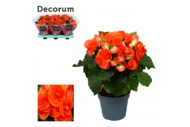 Begonia elatior du. reina oranje Begonia reina oranje Decorumpp
