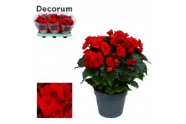 Begonia elatior du. baladin rood Begonia baladin rood Decorumpp