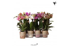 Phalaenopsis mix multiflora Kolibri Orchids Phalaenopsis Mix 2 spike 3