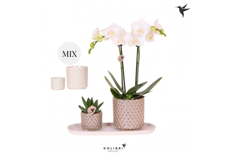 Phalaenopsis Kolibri Gift Set small Diamond2 pp 2 tak/plnt 16 bl. 