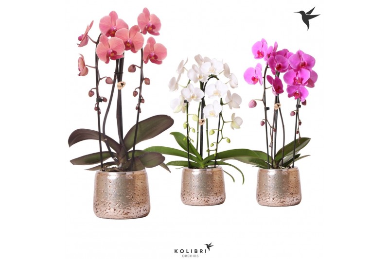 Phalaenopsis elegant cascade Kolibri Orchids Niagara fall 2spike Luxur 