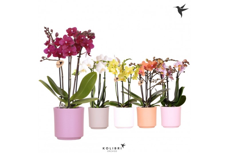 Phalaenopsis multiflora Kolibri Orchids Phalaenopsis mix 3 spike in Si 