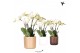 Phalaenopsis wit Kolibri Orchids Phalaenopsis Jewel Ghent 4 spike in S 