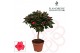 Rhododendron simsii Azalea Flandresse® stam rood 20 - 22 cm22 cm diame 
